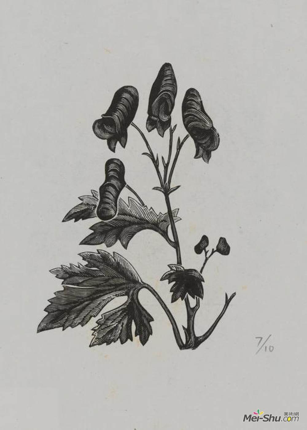 《僧鞋菊》刘岘版画作品欣赏