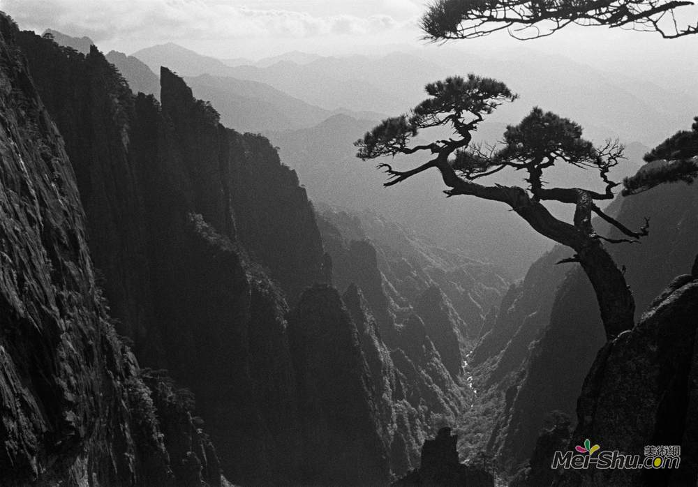 《黄山——依石隙微土而生，抗烈日严寒而存》吴印咸摄影作品欣赏
