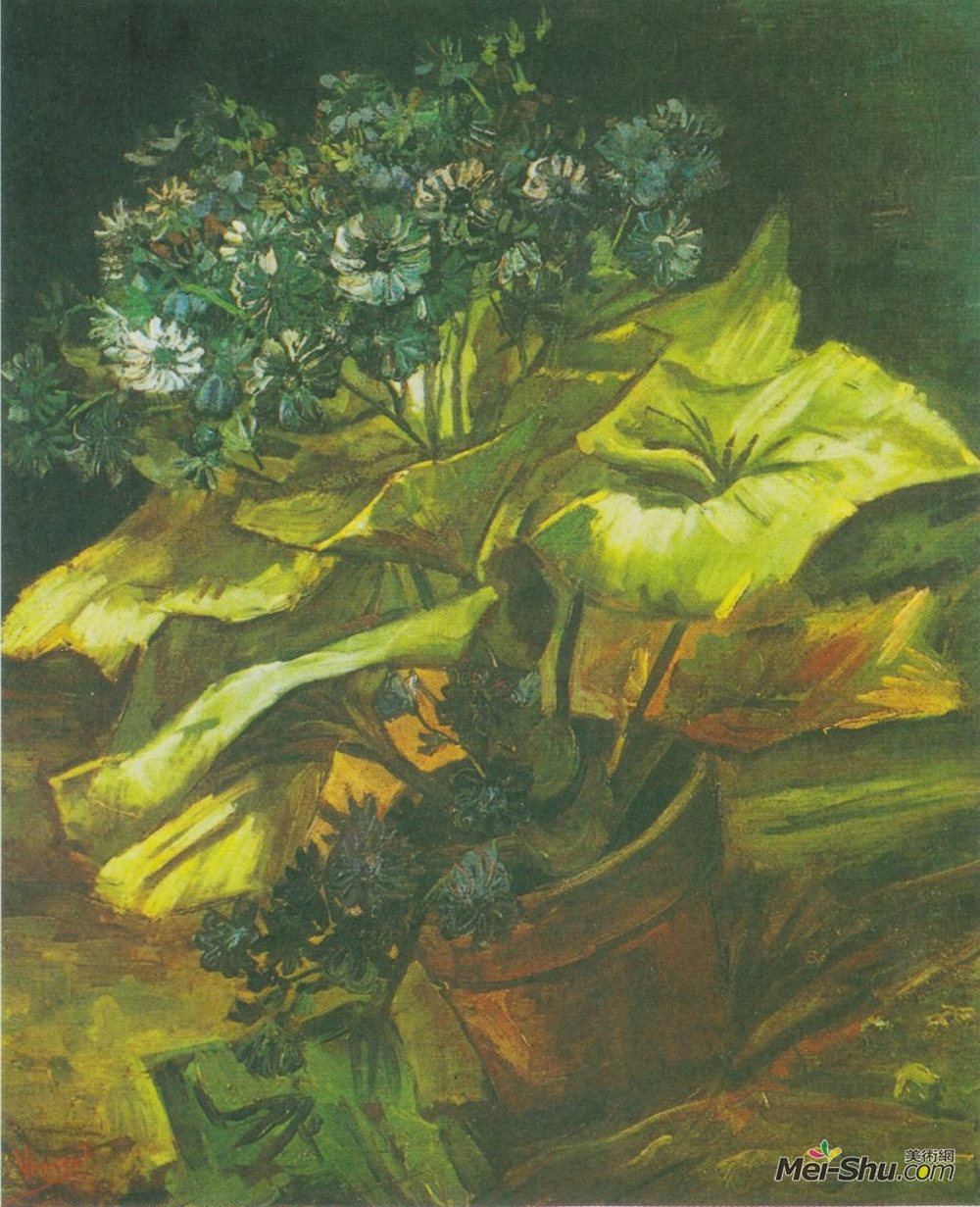 紫菀 