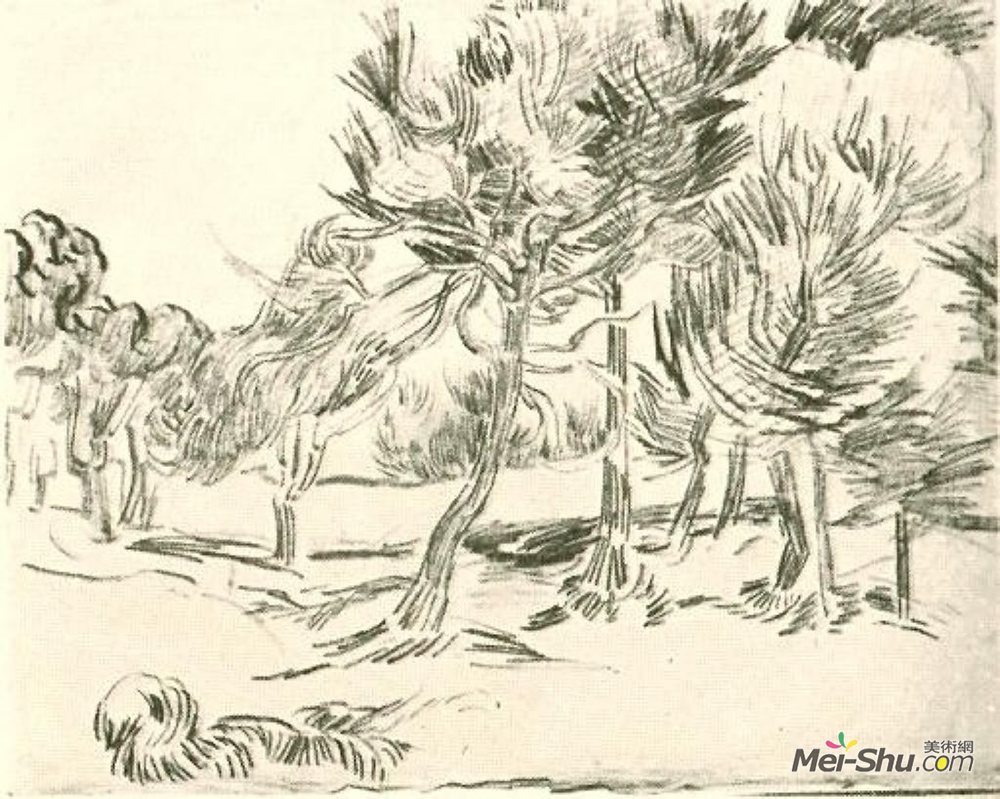 松树赏析 