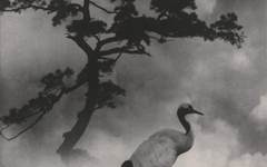 《松鹤长春》郎静山摄影艺术作品欣赏