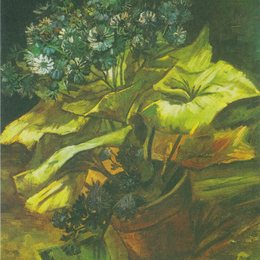 《紫菀》梵高(Van Gogh)高清