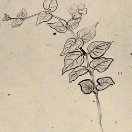 《叶科植物》梵高(Van Gogh)欣赏高清