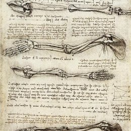 《手臂二头肌运动的解剖学研究》达芬奇作品高清