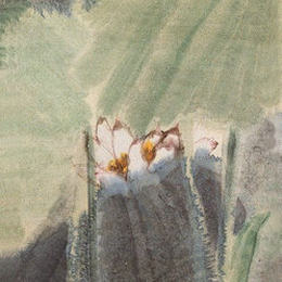 清水出芙蓉